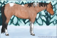 Horse Color:Bay Roan Tobiano