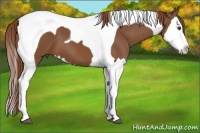 Horse Color:Chestnut Splash Tobiano