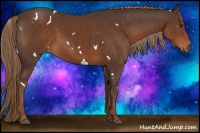 Horse Color:White Spotted Liver Chestnut Rabicano 