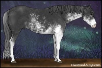 Horse Color:Black Sabino 