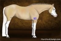 Horse Color:Silver Buckskin Roan Splash 