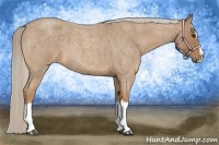 Horse Color:Palomino Roan Splash 