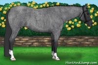 Horse Color:Blue Roan 
