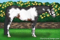 Horse Color:Brown Sabino Frame 