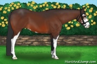 Horse Color:Bay Sabino