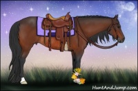 Horse Color:Bay Rabicano 