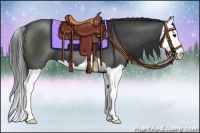 Horse Color:Black Splash