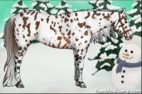 Horse Color:White Spotted Bay Appaloosa 