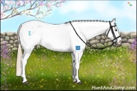 Horse Color:Chestnut Appaloosa