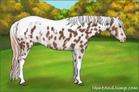 Horse Color:White Spotted Chestnut Tobiano Appaloosa 