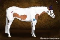 Horse Color:Buckskin Splash Tobiano 