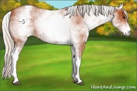 Horse Color:White Spotted Silver Bay Roan 