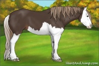 Horse Color:Liver Chestnut Splash
