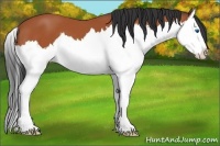 Horse Color:Bay Sabino Splash 