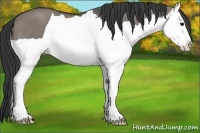 Horse Color:Grullo Splash 