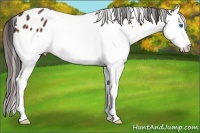Horse Color:Bay Splash Appaloosa