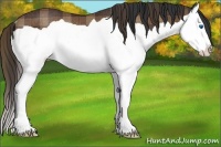 Horse Color:Plaid Brown Splash Rabicano