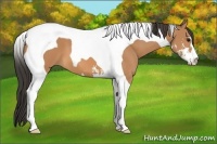 Horse Color:Buckskin Sabino Tobiano 