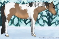 Horse Color:Buckskin Tobiano