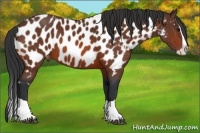 Horse Color:Bay Splash Appaloosa