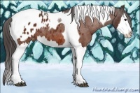 Horse Color:Bay Splash Tobiano Appaloosa 