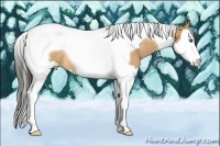 Horse Color:Buckskin Splash Tobiano Rabicano