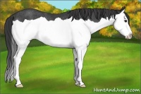 Horse Color:Black Splash Appaloosa Rabicano 