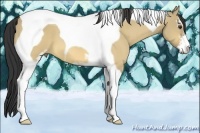 Horse Color:Buckskin Dun Sabino Tobiano