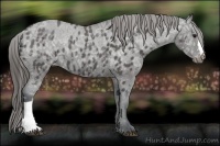 Horse Color:Black Ice Appaloosa Rabicano 