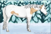 Horse Color:Silver Amber Champagne Splash Tobiano 