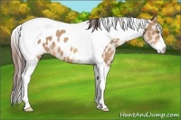 Horse Color:Amber Champagne Sabino Tobiano Appaloosa 