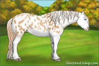 Horse Color:Gold Champagne Splash Appaloosa 