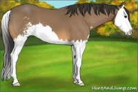 Horse Color:Buckskin Sabino Splash