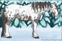 Horse Color:Brown Ice Splash Tobiano Appaloosa 
