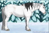Horse Color:Bay Sabino Splash 