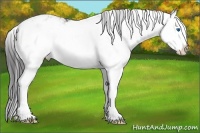Horse Color:Black Sabino Splash Appaloosa