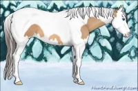 Horse Color:Amber Champagne Splash Tobiano