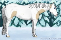 Horse Color:Buckskin Dun Splash Tobiano Rabicano 