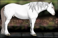 Horse Color:Buckskin Sabino Splash Tobiano Appaloosa