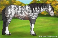 Horse Color:Brown Ice Appaloosa 