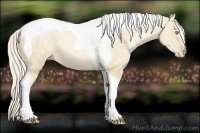 Horse Color:Palomino Ice Pearl Tobiano 