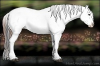 Horse Color:Brown Splash Tobiano Appaloosa 