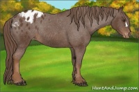 Horse Color:Liver Chestnut Appaloosa Rabicano 