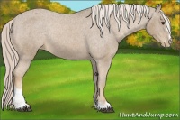 Horse Color:Palomino Sabino Appaloosa Rabicano 