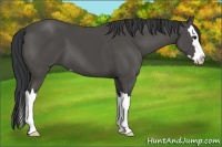Horse Color:Black Sabino Splash