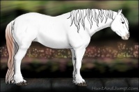 Horse Color:Brown Splash Tobiano Appaloosa