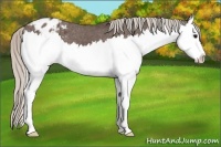 Horse Color:Silver Black Sabino Splash Appaloosa 