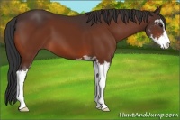 Horse Color:Bay Sabino 