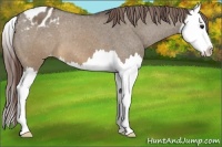Horse Color:Brown Dun Splash Appaloosa 