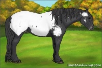 Horse Color:Black Appaloosa